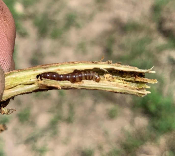 Suspected vine borer